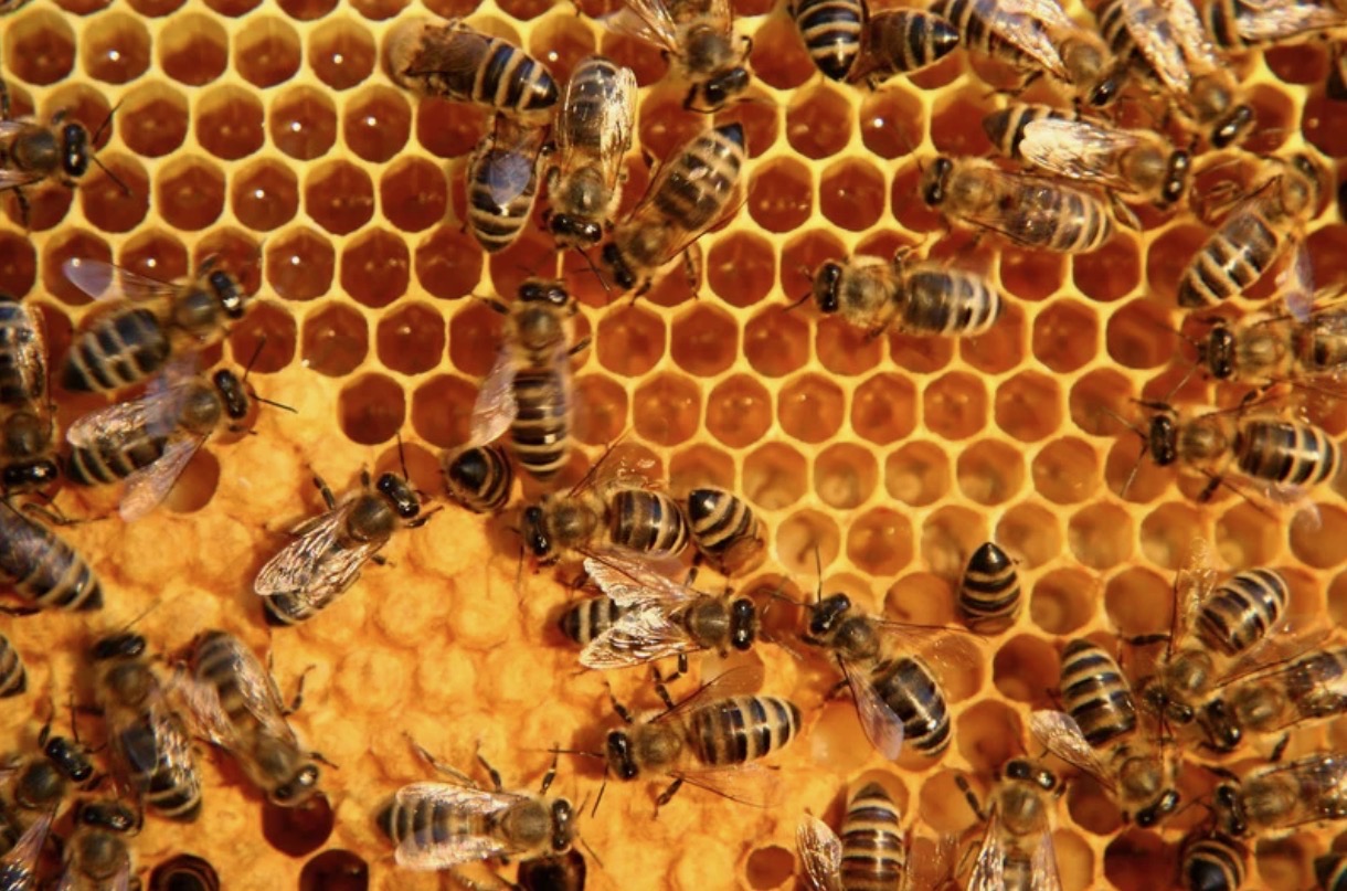 Honigbienen an einer Wabe